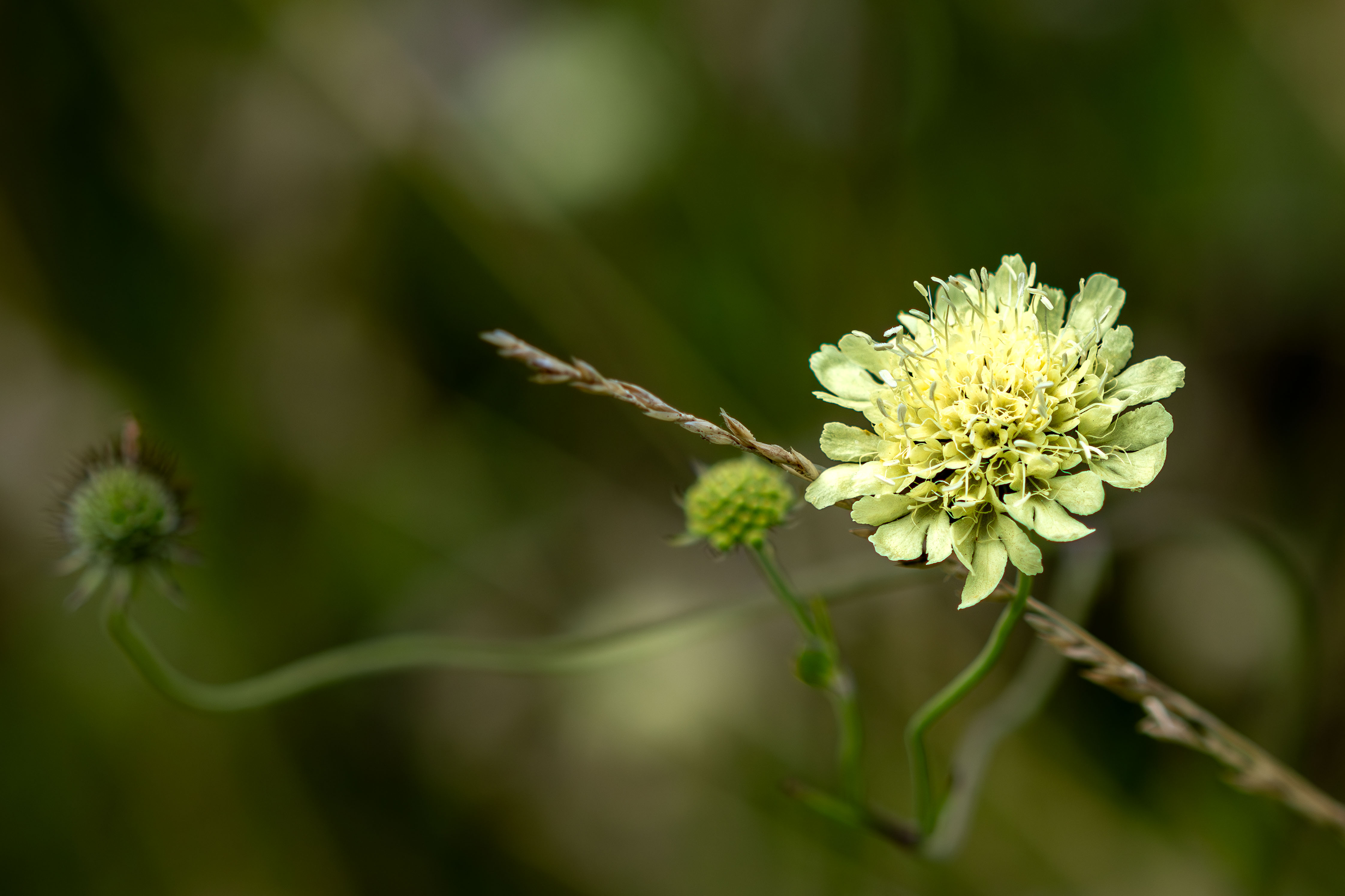 Hellgelbe Blüte