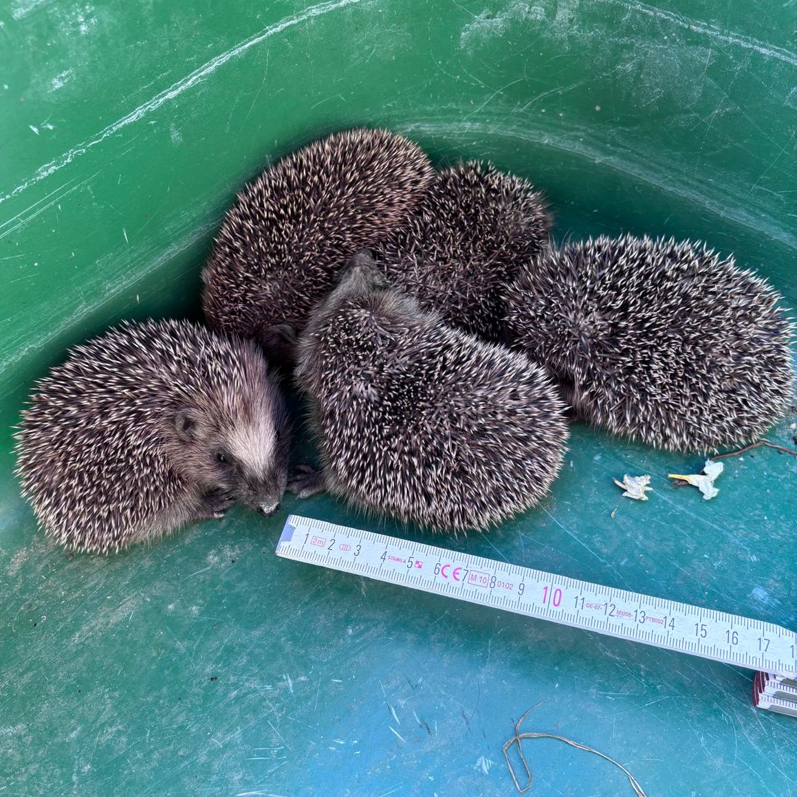 Fünf kleine Igel