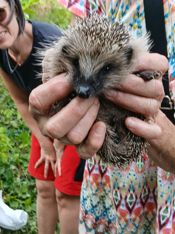 Igel in der Hand