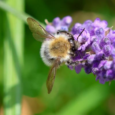 Ackerhummel 1