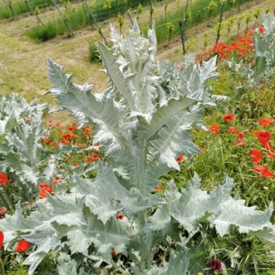Eselsdistel