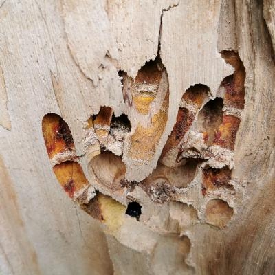 Holzbienengang 1 Von 1