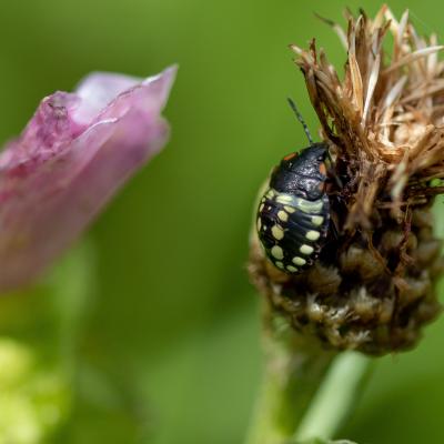 Nymphe Der Grunen Reiswanze