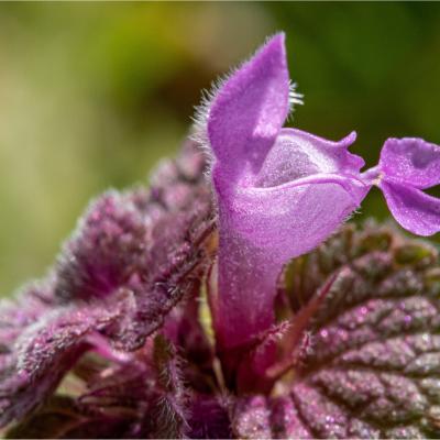 Purpurrote Taubnessel