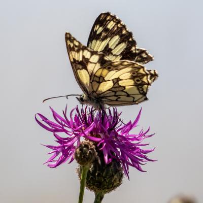 Schmetterling Auf Flockenblume 1 Von 1