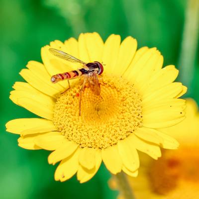 Schwebfliege 1