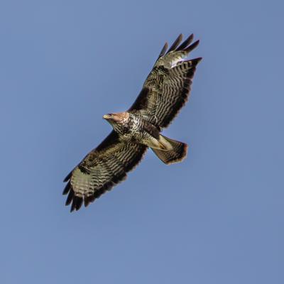 Mausebussard