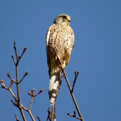 Turmfalke 1