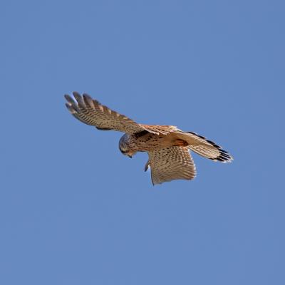 Turmfalke 2