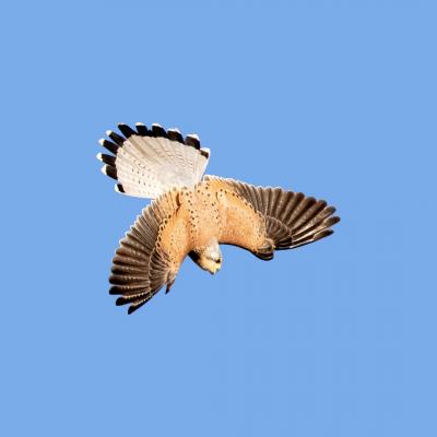 Turmfalke 3