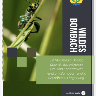 Wildes Bombach - Greifvögel