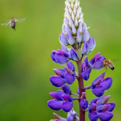 Biene An Lupine