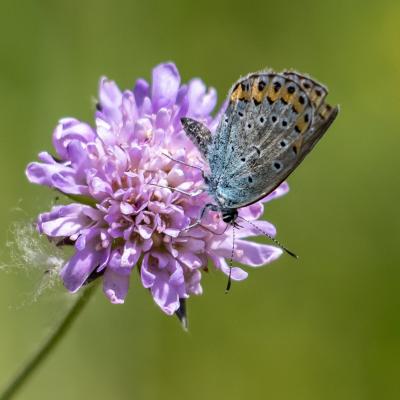 Bläuling An Witwenblume