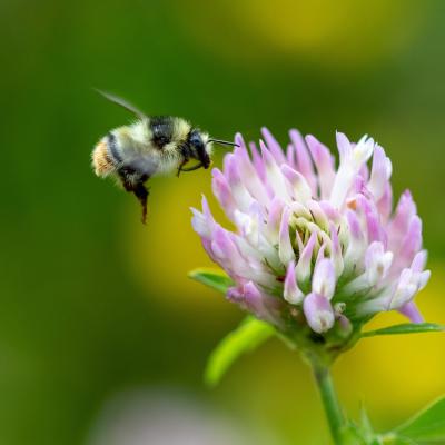 Hummel An Rotklee