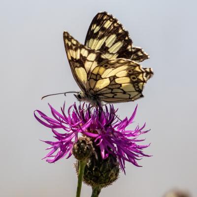 Schachbrett Auf Wiesenflockenblume