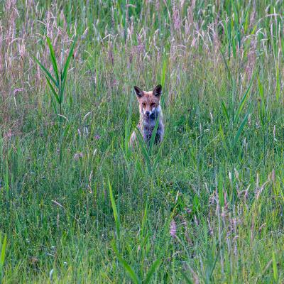 Fuchs 1