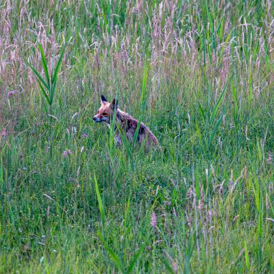 Fuchs 2