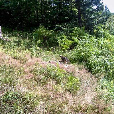 Wildkatzchen Bei Tag 1