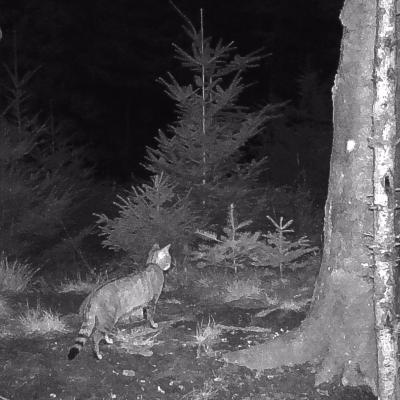 Wildkatze Bei Nacht 1