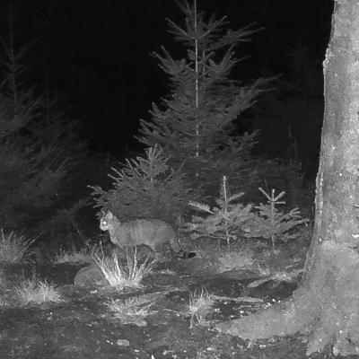 Wildkatze Bei Nacht 2