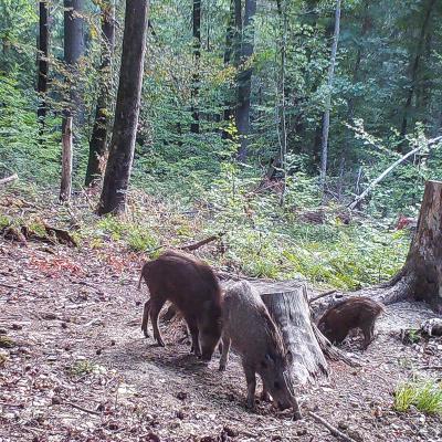 Wildsauen Bei Tag 1