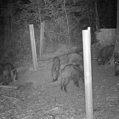 Wildschweine Bei Nacht 1