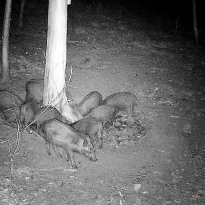 Wildschweine Bei Nacht 2