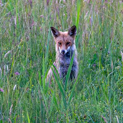 Wild im Wald