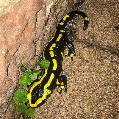 Feuersalamander 1